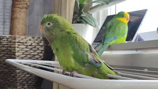 Barraband parakeet sounds Sunday morning playtime [upl. by Sidon]