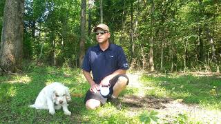 The Clumber Spaniel  The Most Gentle and Cuddly Gundog You Will Ever Meet [upl. by Tay]