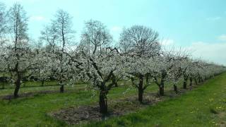 NETHERLANDS Springtime in De Betuwe Gelderland hdvideo [upl. by Sweyn]