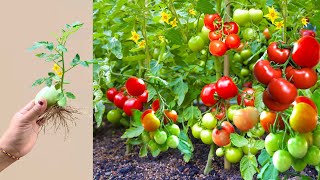 Great Technique For Grafting Tomatoes Tree Fruit With Aloe Vera and Bananas [upl. by Derayne]