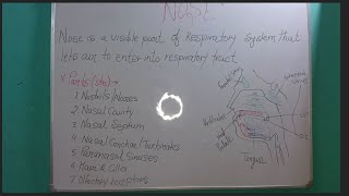 Respiratory system organs  Nose [upl. by Nathan625]