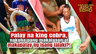 Patay na king cobra nakuha pang makalason at makapatay ng isang lalaki  Kapuso Mo Jessica Soho [upl. by Matheson]