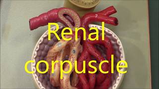 Renal Anatomy 4 Glomerulas and juxterglomerular apparatus [upl. by Leruj]