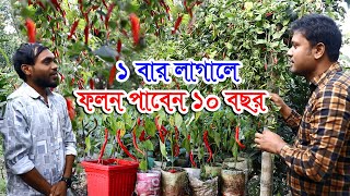 ১ বার মরিচ লাগালে ১০ বছর পাবেন ফল  ভারতের সাদা লংকা এখন বাংলাদেশে  মরিচের ফলন হবে দ্বিগুণ মরিচচাষ [upl. by Entwistle]