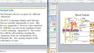 Renal Video 10 Distal Convoluted Tubule [upl. by Adleme]