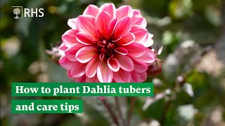 How to plant Dahlia tubers and care tips  The RHS [upl. by Leviralc]