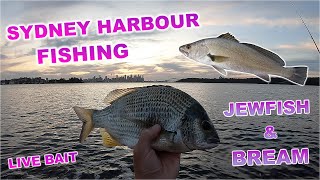 FISHING SYDNEY HARBOUR JEWFISH amp BREAM LIVE BAIT [upl. by Undine]