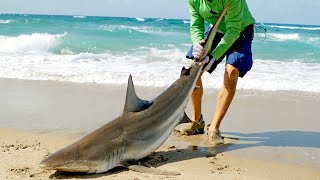 Catching Sharks from the Beach amp How it Started [upl. by Aciretnahs511]