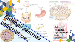 Fisiología Páncreas endocrino pt V IGF1 Somatostatina Polipéptido pancreático efectos [upl. by Sueddaht]