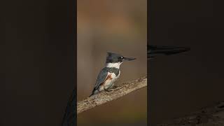 Belted kingfisher with her catch on the perch birdwatching beltedkingfisher kingfisher [upl. by Yneffit]