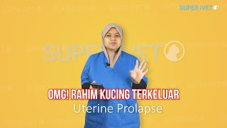 SUPER iVET EP 25 Rahim Kucing Terkeluar by Dr Ku Atiqah [upl. by Assylla]