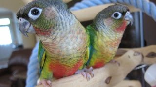 118 and 119 Yellow Sided Green Cheek Conure Brothers [upl. by Yeliak546]