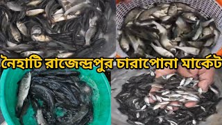 নৈহাটি চারা মাছের বাজার  Naihati Fish Seed Market  Rajendrapur Charapona Market Naihati Charapona [upl. by Odareg]