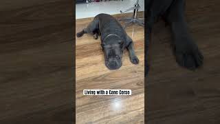 Cane Corso put to work dog corsolove mastiff life love cute e [upl. by Eimerej]