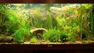 Beautiful aquarium Gourami ancistrus neon tetra Herbalist in Juwel RIO 240 25112022 [upl. by Ahsienahs637]