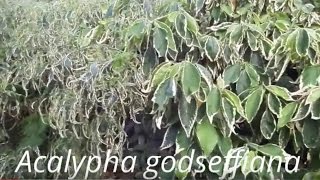 New cultivars of Acalypha godseffiana  how to [upl. by Liana]