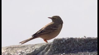 4K Pipit Rousseline [upl. by Mauchi]