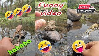 Catching frog funny make you laugh  funny animal video short  funny frog jumping lol [upl. by Bent]