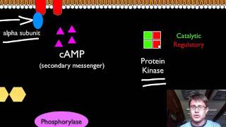 Signal Transduction Pathways [upl. by Russi642]