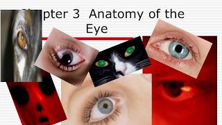 Anatomy of the Eye [upl. by Malcolm820]