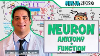 Neurology  Neuron Anatomy amp Function [upl. by Glynn852]