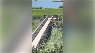 Deer spotted jumping off dock on Hilton Head [upl. by Ettenan]