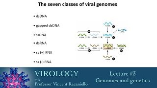 Virology 2014 Lecture 3  Genomes and genetics [upl. by Seen]