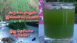 ArugamPulJuice அருகம் புல் ஜீஸ்ல இவ்வளவு நன்மையா அதிகாலையில் குடிச்சா உடலில் என்னன்ன மாற்றங்கள் [upl. by Bollay428]