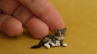 5 Razas de Gatos Más Pequeños Del Mundo ✅ listas gatitos [upl. by Marsh771]