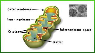 Mitochondria  A Quick Guide [upl. by Hatokad160]