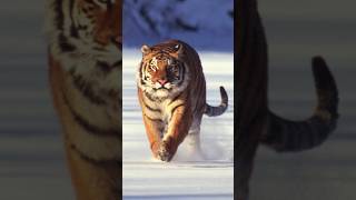 Power of the Siberian Tiger 🐾 Masters of the Harsh Russian Winter ❄️ wildlife siberiantiger [upl. by Ogait432]