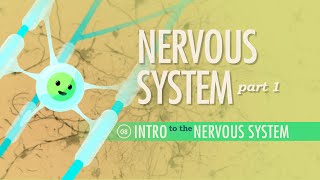 The Nervous System Part 1 Crash Course Anatomy amp Physiology 8 [upl. by Atwekk664]