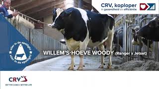 Holstein bull Woody [upl. by Tobias]