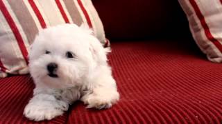 11 Week old Fanfare Maltese Puppy [upl. by Aivart]