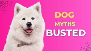 Top 10 Dog Myths Busted 🐾  Debunking Common Misconceptions About Dogs and Dog Care [upl. by Irra]