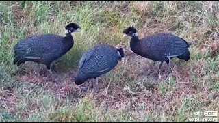 Southern crested guineafowls Guttera edouardi atTembe Elephant Park  africam  exploreorg [upl. by Mckenzie]