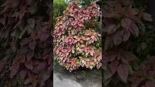 Acalypha wilkesiana plants copper leaf [upl. by Durkee190]