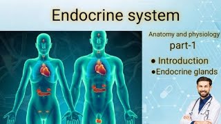 Endocrine system anatomy and physiology part1bsc nursinggnm [upl. by Nennek]