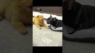 Two buddies Pug and Golden Dog cute pets animals pets funnyanimals petvideo reels tranding [upl. by Angeli]