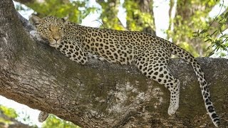 Leopards Fighting Fiercely At Mysore Zoo [upl. by Schilit]