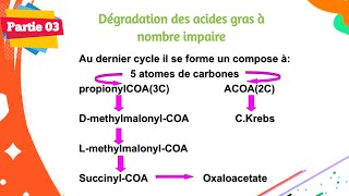 Biochimie  Métabolisme des lipides  Partie 0306 [upl. by Aridan124]