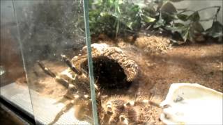 Acanthoscurria geniculata goes wild [upl. by Lellih841]