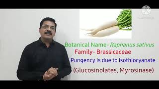 Instant Botany8  Pungency in Radish Raphanus sativus [upl. by Eilema420]