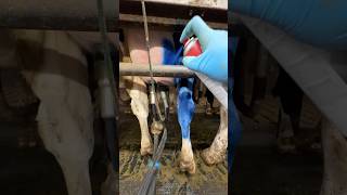 Essential Cow Care 🐄💙 Farm Girl Disinfect Cows Udders with Blue Spray [upl. by Adnylam]