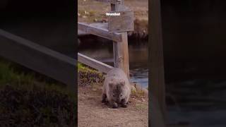 wombat science sciencefacts [upl. by Adamson410]