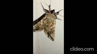 Bilobed Looper Moth closeup vibrating amp take off above the Harpeth River TNUSA  tnmoths tninsect [upl. by Peterec557]