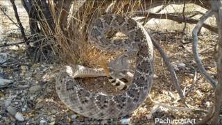 Western Diamondback Rattlesnake wakes up suddenly [upl. by Anihpesoj]