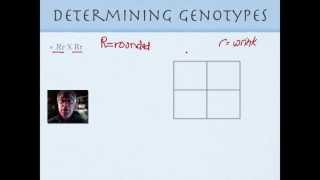 Genetics for Beginners Part 1 [upl. by Jankell]