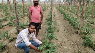 Tomato Farming 🍅 Garmi Ke Mahine 🍅tomato 🍅 Farming 🍅 Garmi 🍅 Kaise Kare 🍅 How To Grow Tomato Plant 👌 [upl. by Nytnerb]