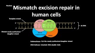 Mismatch excision repair [upl. by Annoiek]